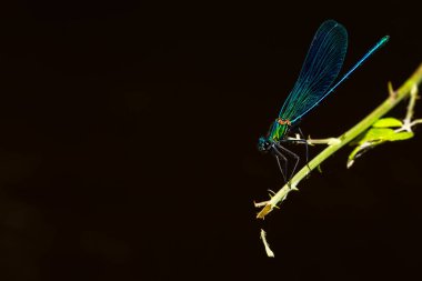 Mavi kanatlı yusufçuk yeşil bir dala tünemiş. Nehir ve göl böcekleri. Şeytanın atı..