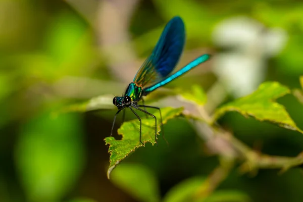Blue-winged dragonfly perched on a green branch. Insects of rivers and lakes. Devil\'s horse.