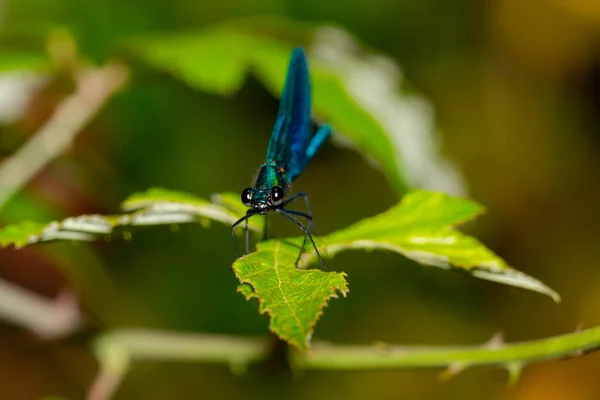 Libélula Alas Azules Posada Sobre Una Rama Verde Insectos Ríos — Foto de Stock