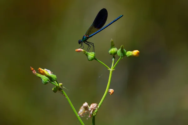 緑の枝に青い翼のトンボ 川や湖の昆虫 悪魔の馬 — ストック写真