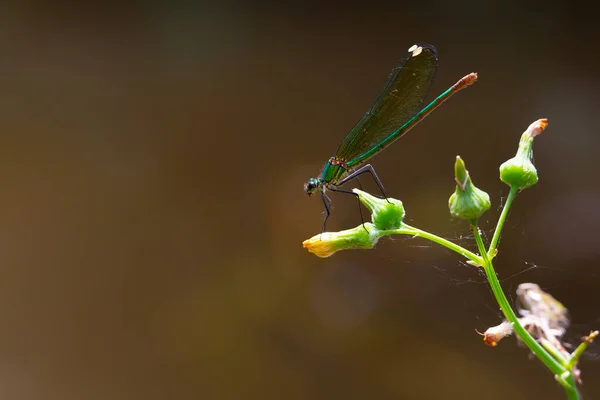 Blauwvleugellibelle Een Groene Tak Insecten Van Rivieren Meren Duivelspaard — Stockfoto