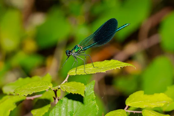 Blåvingad Trollslända Grön Gren Insekter Floder Och Sjöar Djävulshäst — Stockfoto