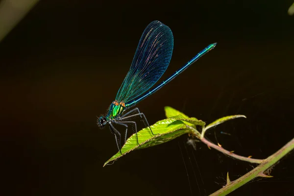 Blåvingad Trollslända Grön Gren Insekter Floder Och Sjöar Djävulshäst Royaltyfria Stockbilder