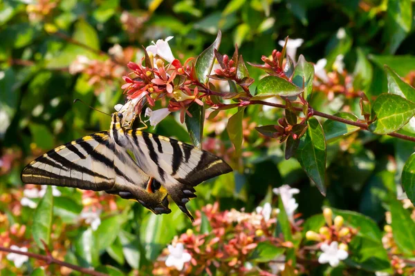 Mariposa Cebra Recolectando Polen Las Flores Insectos Con Alas Colores — Foto de Stock