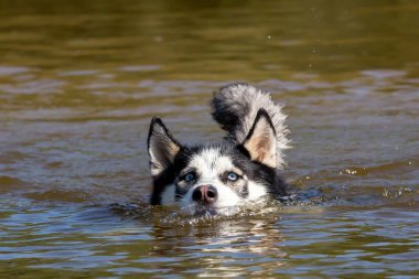 Nehirde yıkanan mavi gözlü Sibiryalı Husky. Çiftleşen köpek. köpek oyunları.