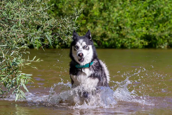 Siberian Husky Blue Eyes Bathing River Breed Dog Dog Games — Photo