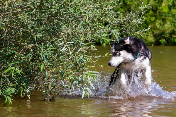 Siberian Husky Blue Eyes Bathing River Breed Dog Dog Games — Photo