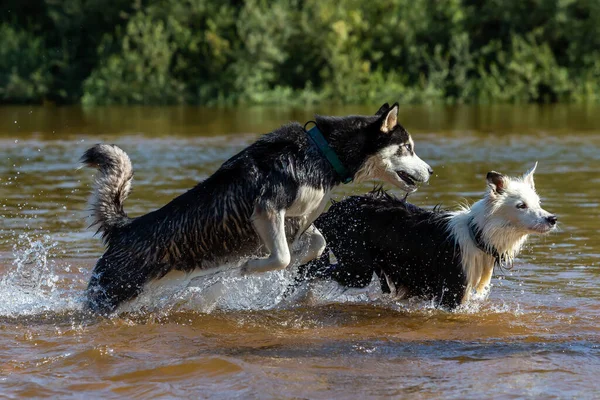 Blue Eyed Siberian Husky Border Collie Playing River Breed Dog — Photo