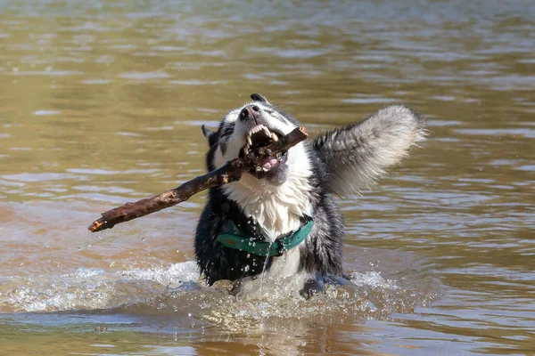 Blue Eyed Siberian Husky Playing Stick River Breed Dog Dog — Photo