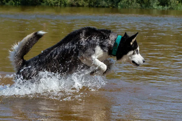Siberian Husky Blue Eyes Bathing River Breed Dog Dog Games — Photo