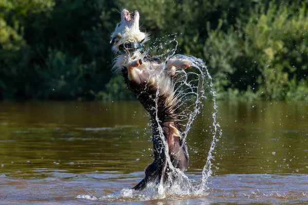 Border Collie Spielt Mit Dem Wasser Fluss Rassehund Springt Ins — Stockfoto