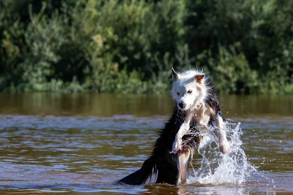 Border Collie Playing Water River Breed Dog Jumps Water Dog — Photo