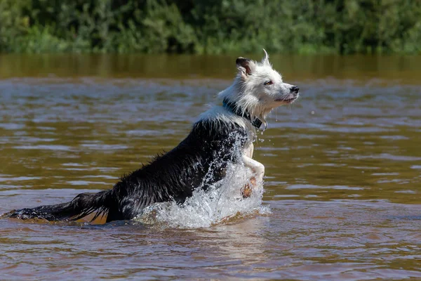 Border Collie Playing Water River Breed Dog Jumps Water Dog — Photo