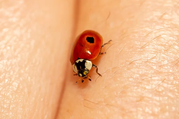 Macro Photo Red Ladybug Human Hair Skin Winged Insect Insect — стоковое фото