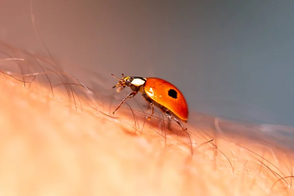 Macro Photo Red Ladybug Human Hair Skin Winged Insect Insect — Foto de Stock
