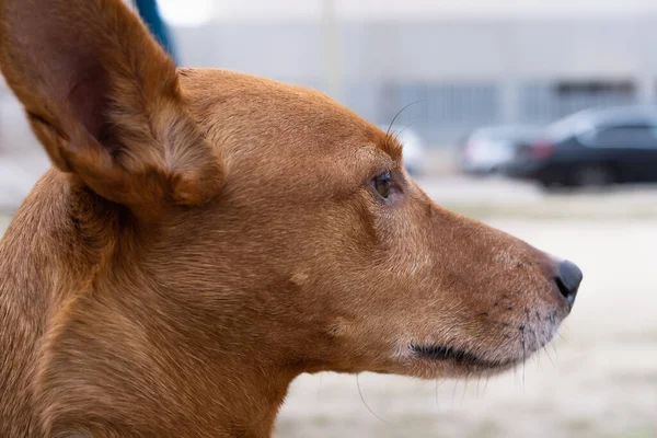 Büyük Kulaklı Uzun Ağızlıklı Güzel Bir Köpeğin Profiline Yakın Plan — Stok fotoğraf