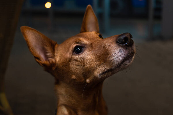 Nice close-up profile shot of a cute dog, looking at something excited and bright-eyed.