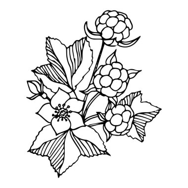 Bulut çileği vektör çizimi. Organik böğürtlen yemeği skeci. böğürtlen, çiçek ve yapraklar beyaz zemin üzerinde ağ, baskı, kumaş dokusu veya duvar kağıdı, tebrik kartları, davetiyeler, posterler, afişler, ambalajlar için.