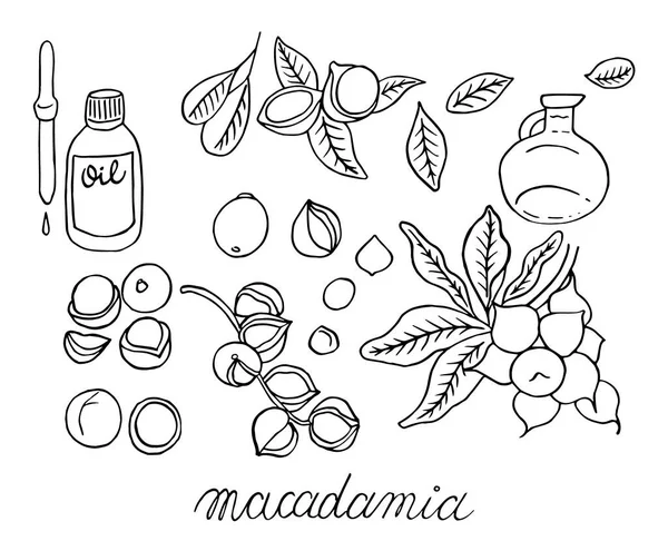 Noci di macadamia tratte a mano — Vettoriale Stock