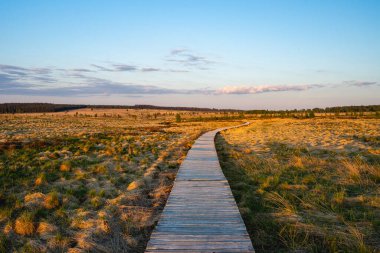 Les Haute Fagnes, yanan ağaçları olan Belçika Ardennes 'in bir parçası..