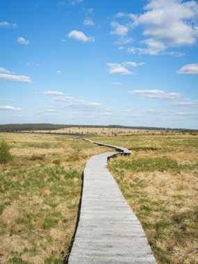 Les Haute Fagnes, yanan ağaçları olan Belçika Ardennes 'in bir parçası..