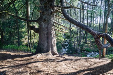 Bayehon, Belçika 'dan Şelale, Orman