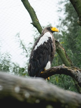 Hollanda Hayvanat Bahçesi 'ndeki ağaçta oturan kel kartal, Diergaarde Blijdorp Rotterdam