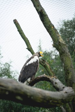 Hollanda Hayvanat Bahçesi 'ndeki ağaçta oturan kel kartal, Diergaarde Blijdorp Rotterdam