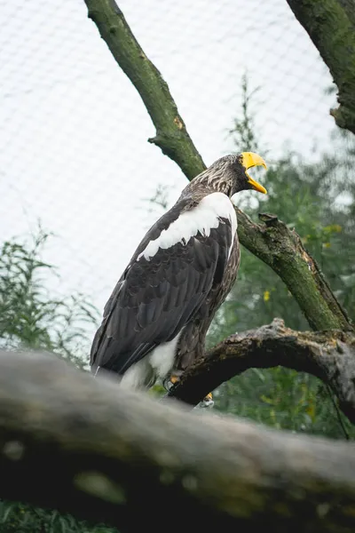 Bald Eagle Sitting Tree Zoo Netherlands Diergaarde Blijdorp Rotterdam — Stock Photo, Image