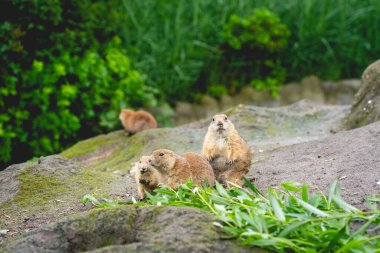 Hollanda 'daki hayvanat bahçesinde çayır köpekleri, Diergaarde Blijdorp Rotterdam.