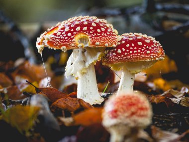 Fly Agaric Mantarı, Hollanda 'daki Speulderbos ormanında, 2021 sonbaharında