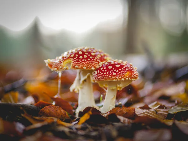 Fly Agaric Mantarı, Hollanda 'daki Speulderbos ormanında, 2021 sonbaharında