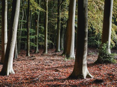 Hollanda ormanlarında sonbahar renkleri, Hollanda 'da Speulderbos Putten.