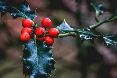 Sonbaharda Hollanda 'daki ormanda vahşi Holly, Speulderbos, Putten.