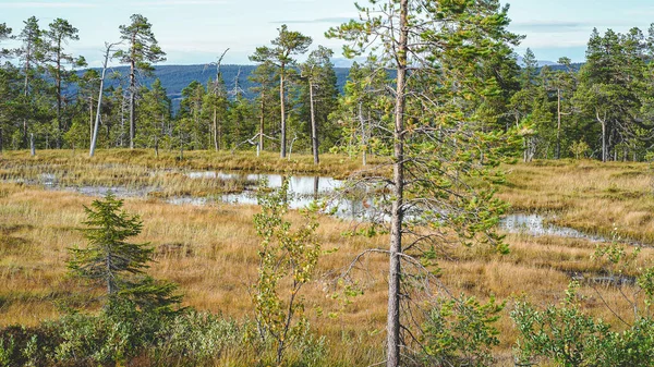Caminhadas Parque Nacional Fulufjallet Suécia — Fotografia de Stock
