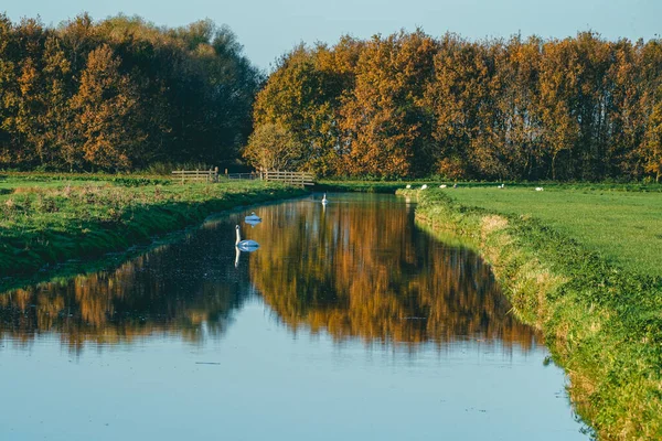 Hollanda Ormanlarında Sonbahar Renkleri Abswoudse Bos Delft Hollanda — Stok fotoğraf