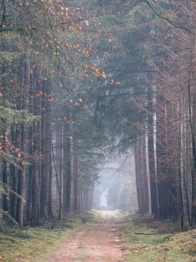 Hollanda 'daki ormanda sisli bir gün, Speulderbos Veluwe.