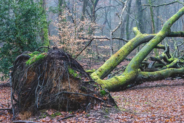 Mlhavý Den Lese Nizozemí Speulderbos Veluwe — Stock fotografie