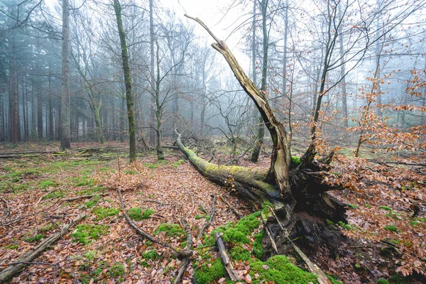 Mlhavý Den Lese Nizozemí Speulderbos Veluwe — Stock fotografie