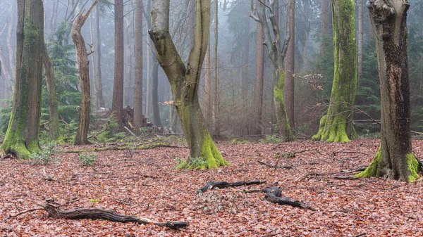 Mlhavý Den Lese Nizozemí Speulderbos Veluwe — Stock fotografie