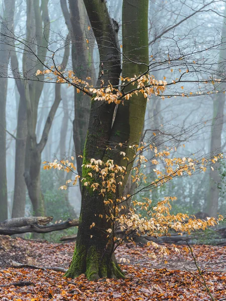 Día Brumoso Bosque Los Países Bajos Speulderbos Veluwe — Foto de Stock