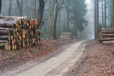 Hollanda, Speulderbos, Veluwe ormanlarında kesilen odun.