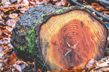 Hollanda, Speulderbos, Veluwe ormanlarında kesilen odun.