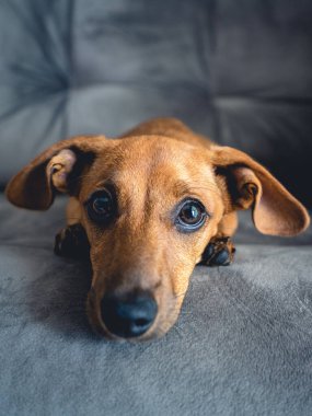 Kahverengi köpek yavrusu kamerada şirin görünüyor..