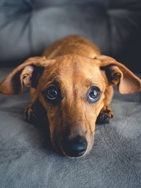 Kahverengi köpek yavrusu kamerada şirin görünüyor..