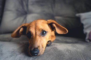 Kahverengi köpek yavrusu kamerada şirin görünüyor..