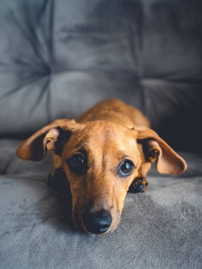 Kahverengi köpek yavrusu kamerada şirin görünüyor..