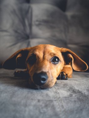 Kahverengi köpek yavrusu kamerada şirin görünüyor..
