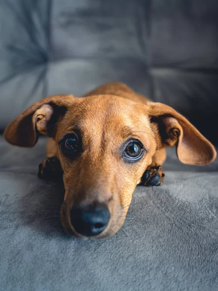 Bruine Puppy Ziet Schattig Uit Camera — Stockfoto