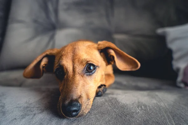 Kahverengi köpek yavrusu kamerada şirin görünüyor..